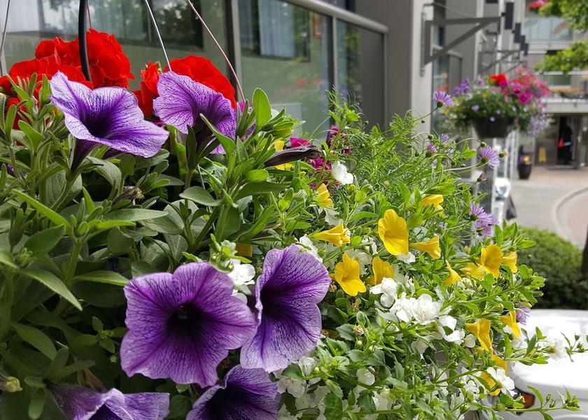 British Columbia Kelowna Garden
