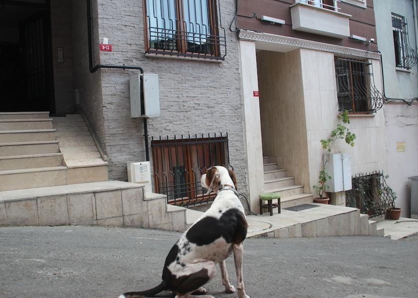 Istanbul Istanbul Pet-friendly