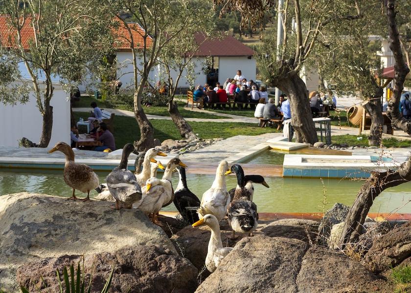 Izmir Dikili Garden