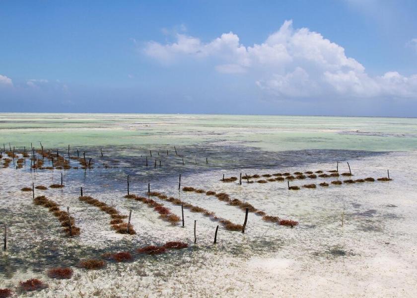 Unguja Kusini Region Makunduchi Beach