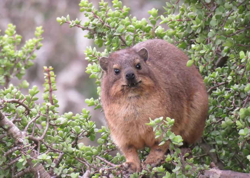 Eastern Cape Addo Exterior Detail