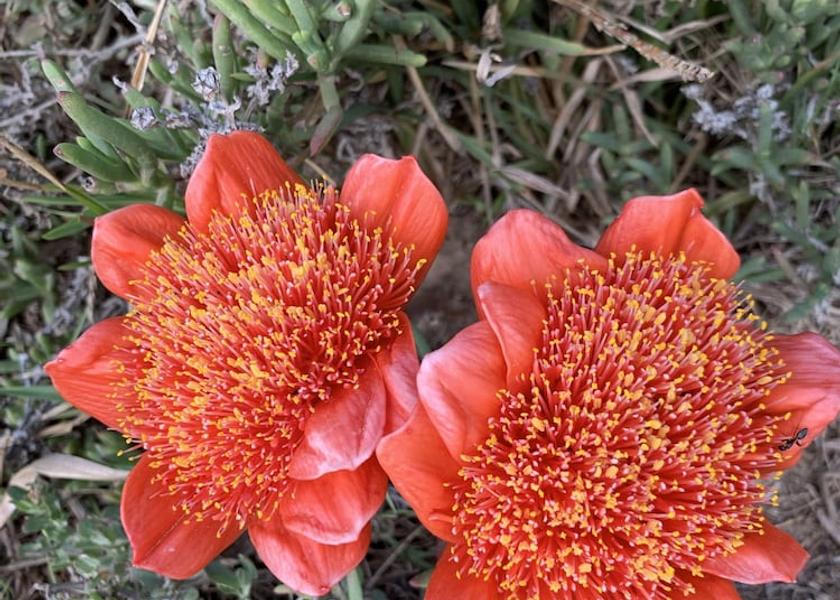 Western Cape De Kelders Garden