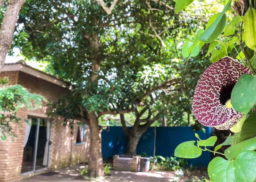 KwaZulu-Natal St. Lucia Garden