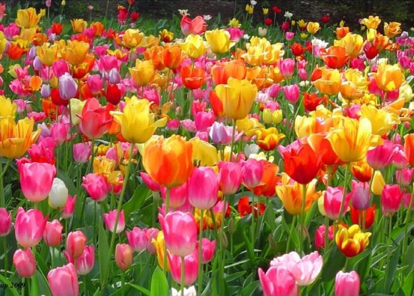 Michigan Holland Exterior Detail