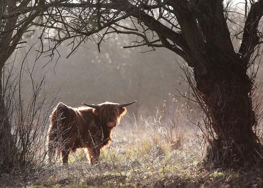 North Holland Bloemendaal Beach