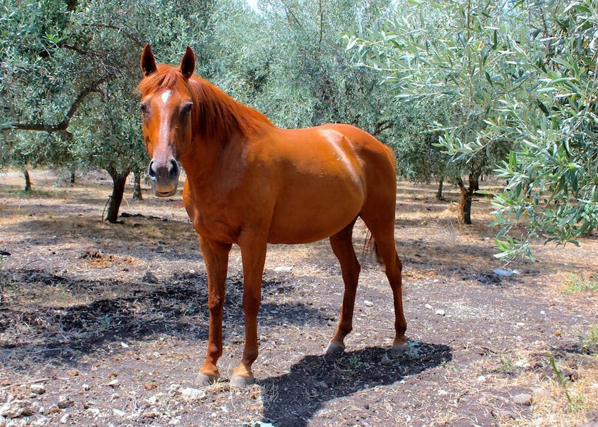 Sicily Carlentini Exterior Detail