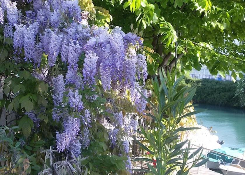 Friuli Venezia Giulia Monfalcone Garden