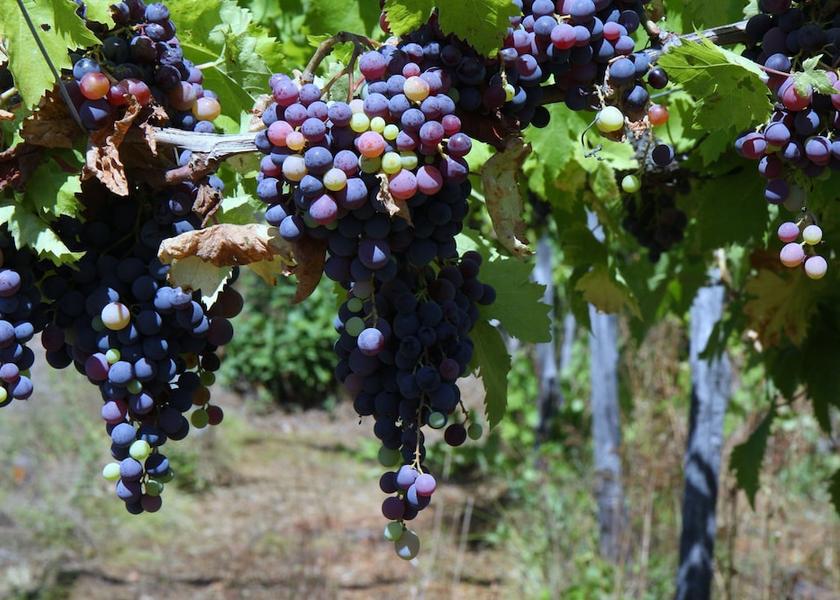 Piedmont Spigno Monferrato Property Grounds