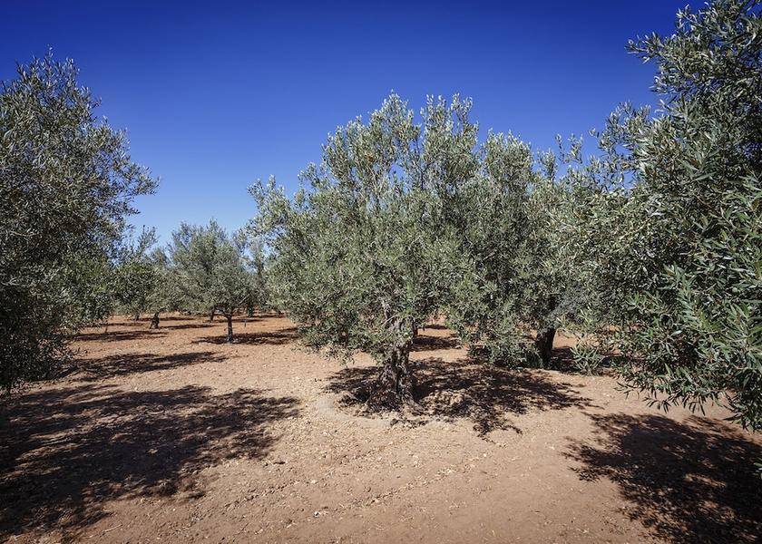 Sicily Vittoria Property Grounds
