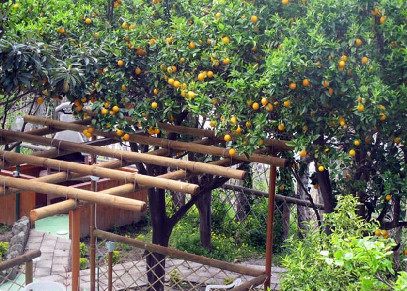 Campania Forio Amenity