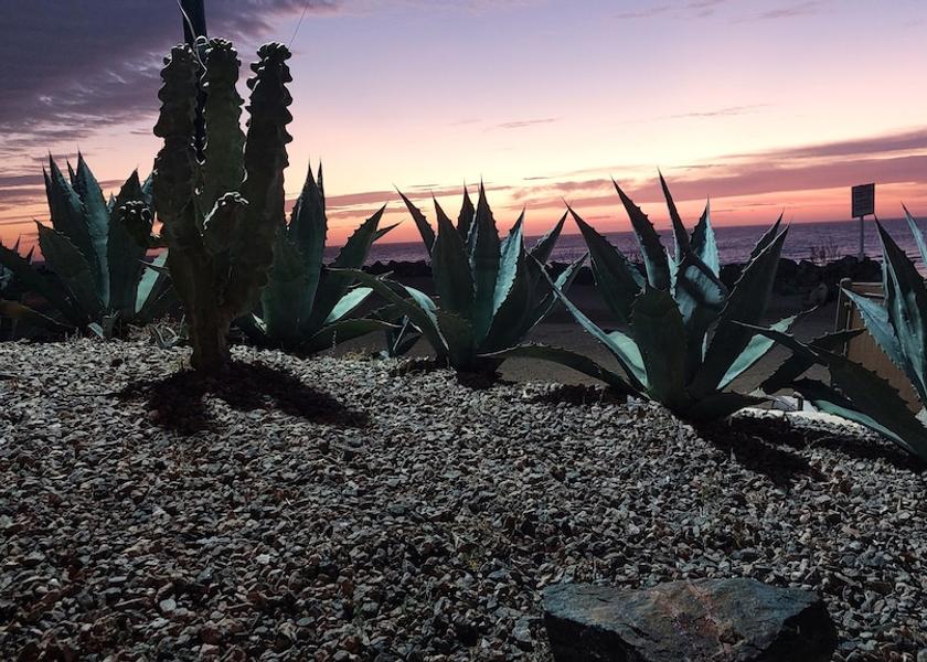 Sonora Puerto Peñasco Garden