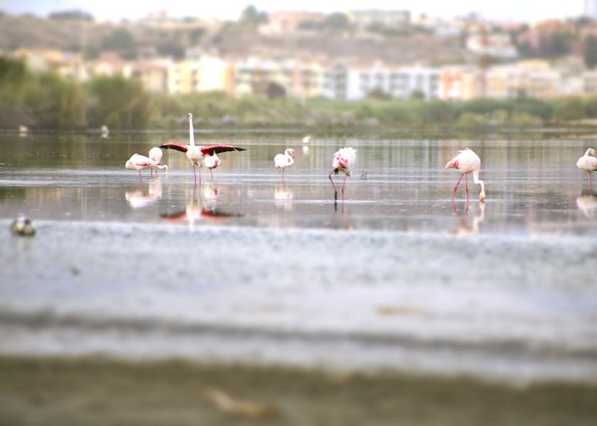 Sardinia Cagliari Beach