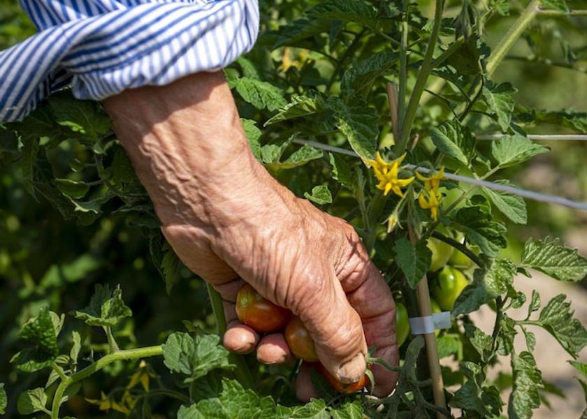 Campania Forio d'Ischia Exterior Detail