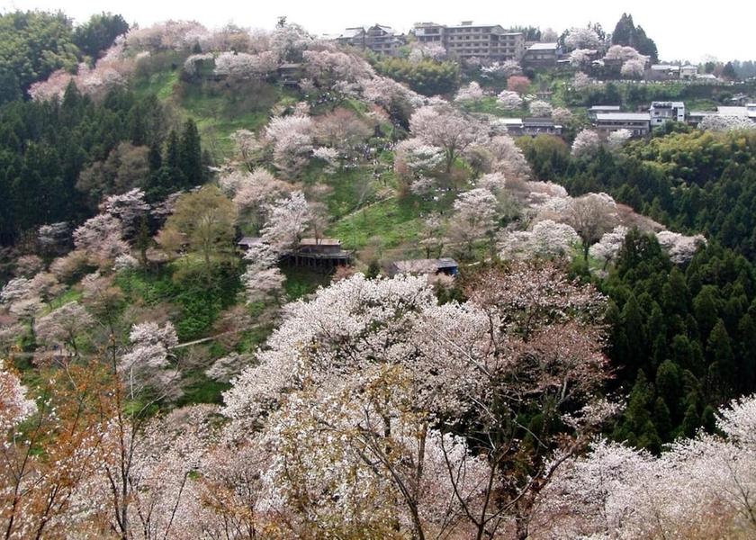 Nara Yoshino Property grounds