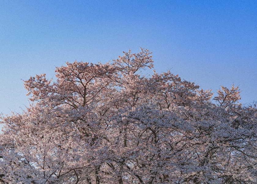 Yamanashi Fuefuki Land View from Property
