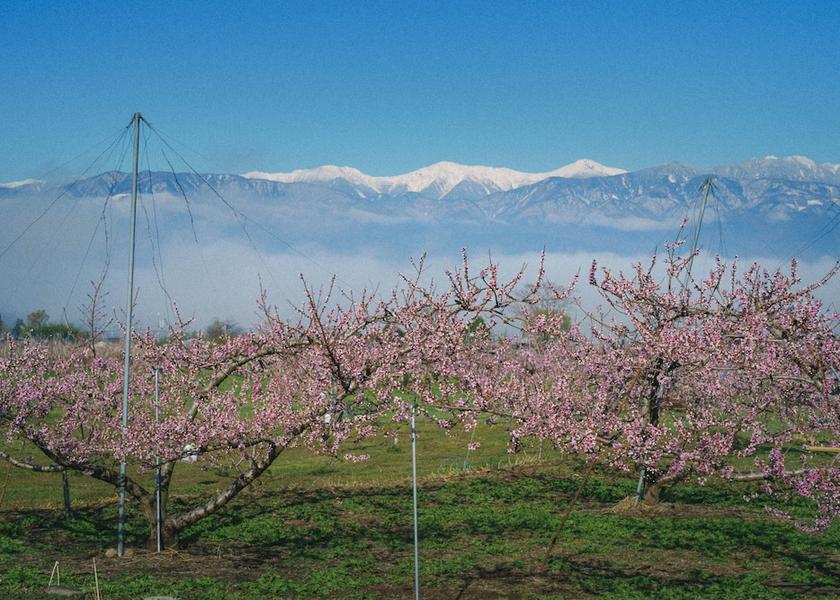 Yamanashi Fuefuki Land View from Property