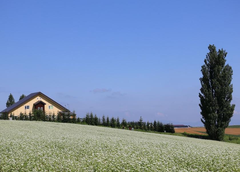 Hokkaido Biei View from property