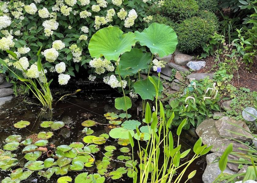 Rhode Island Newport Garden