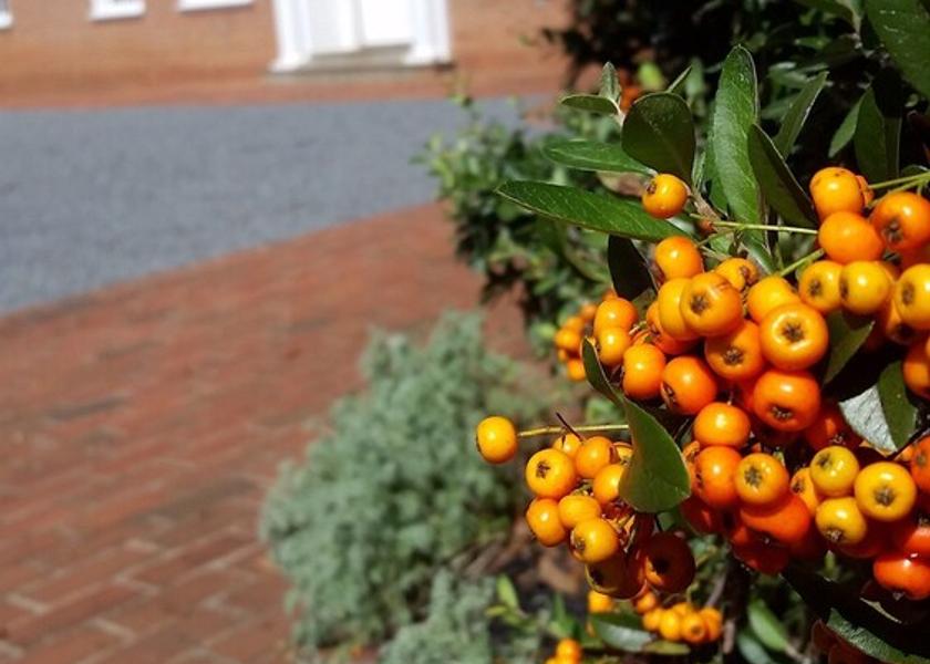 Virginia Charlottesville Garden