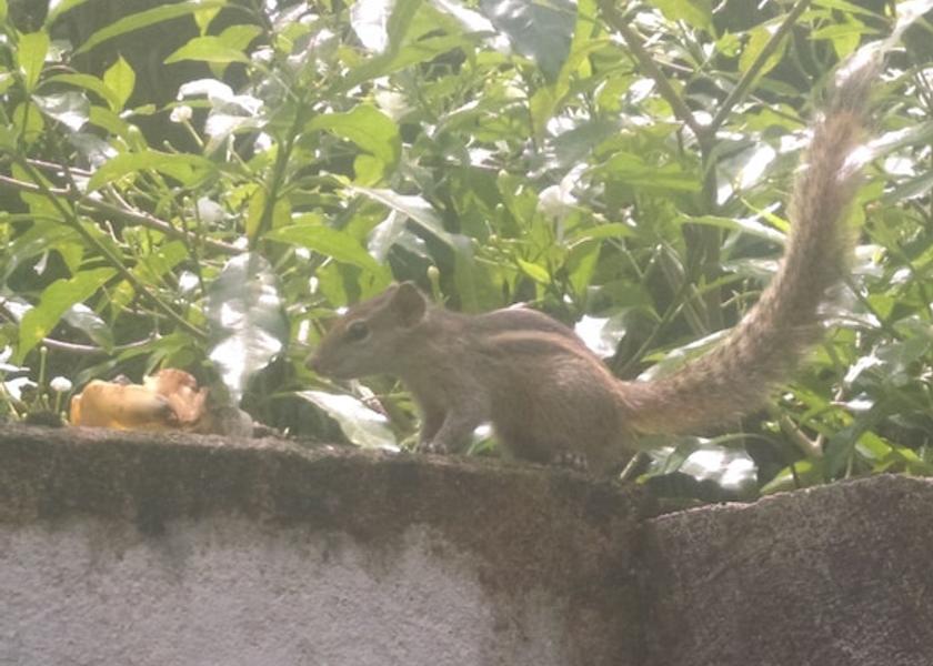Galle District Unawatuna Exterior Detail