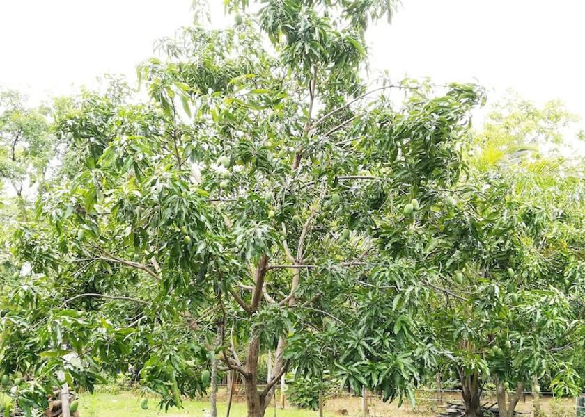 Central Province Dambulla Property Grounds