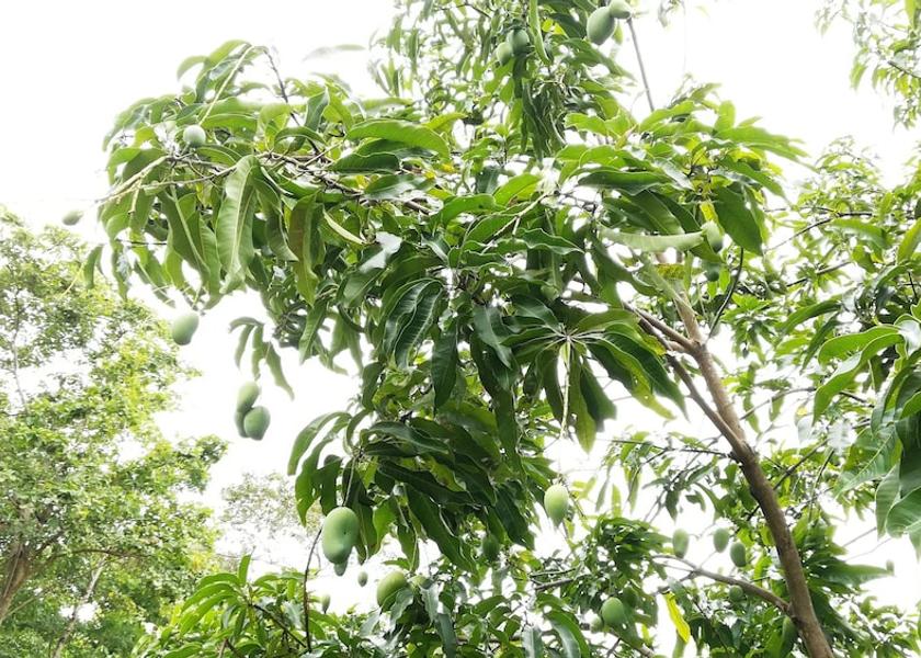 Central Province Dambulla Property Grounds