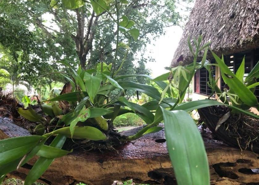 Cayo District San Ignacio Exterior Detail