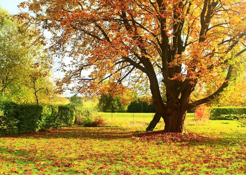 Walloon Region Momignies Property Grounds