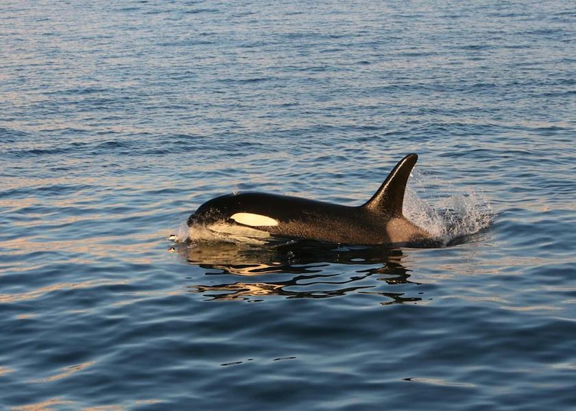 East Iceland Djupivogur Beach