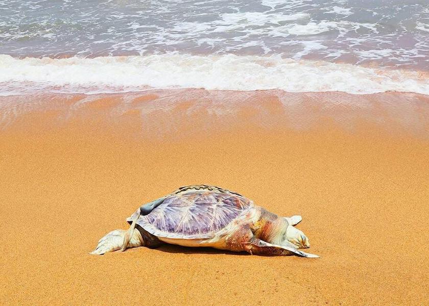 Kalutara District Wadduwa Beach