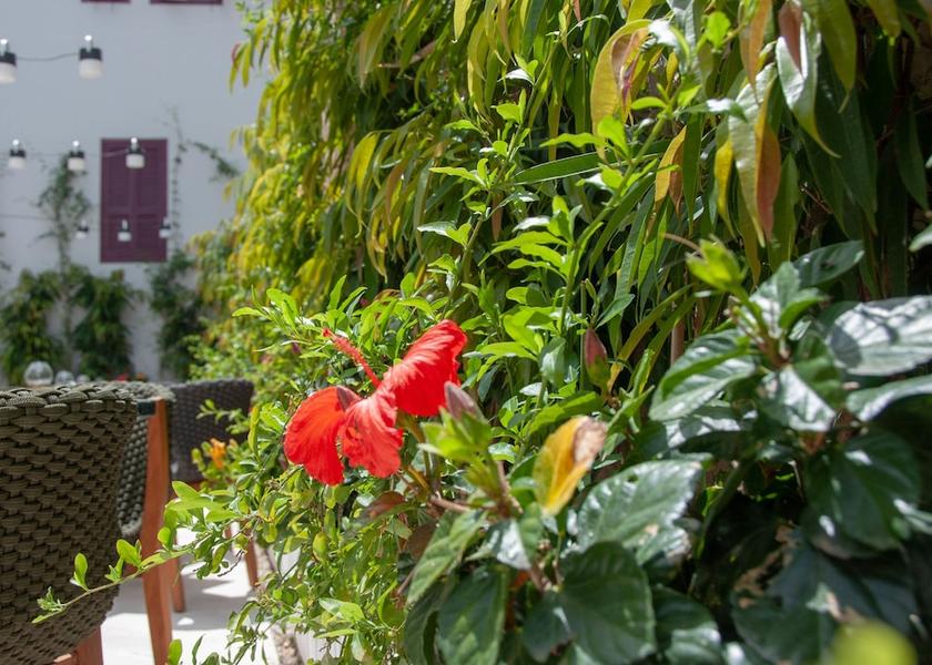 Limassol District Limassol Garden