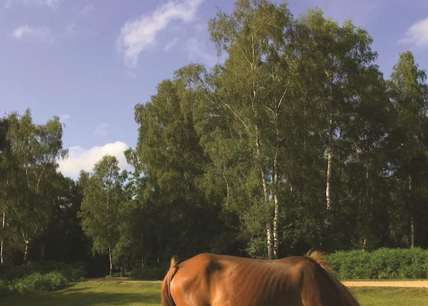 England Brockenhurst Property Grounds