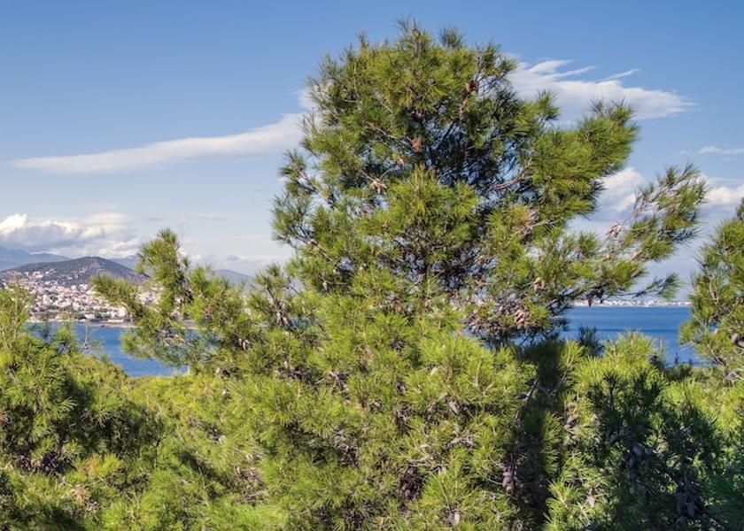 Attica Markopoulo Mesogaias View from Property