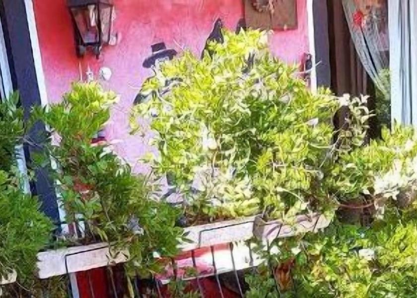 Grand Est Le Hohwald Property Grounds