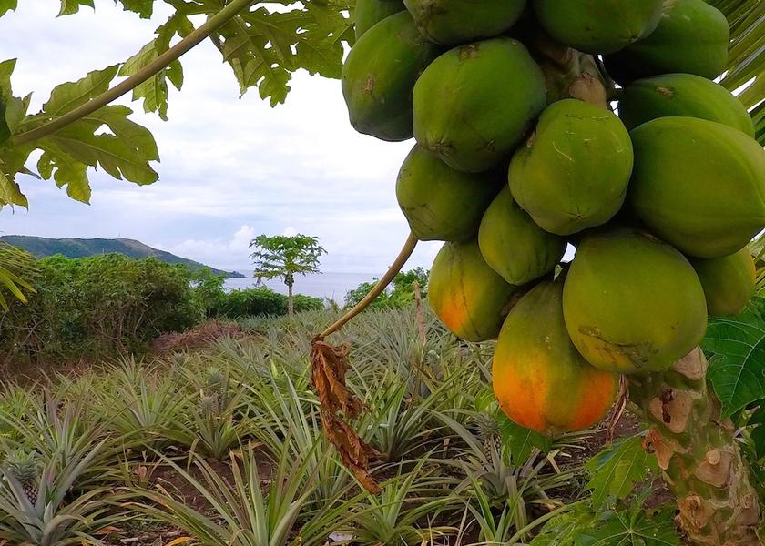 Western Division Nanuya Lailai Island Garden