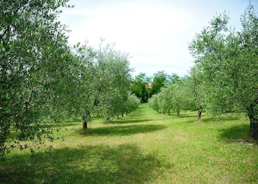 Emilia-Romagna Bertinoro Property Grounds