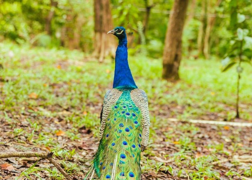 Islas de la Bahia Roatan Exterior Detail