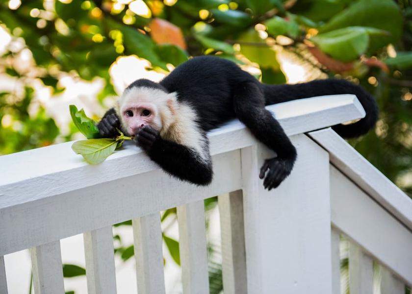 Islas de la Bahia Roatan Exterior Detail