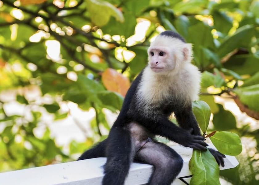 Islas de la Bahia Roatan Exterior Detail