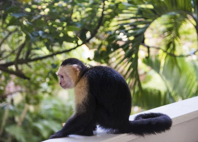 Islas de la Bahia Roatan Exterior Detail