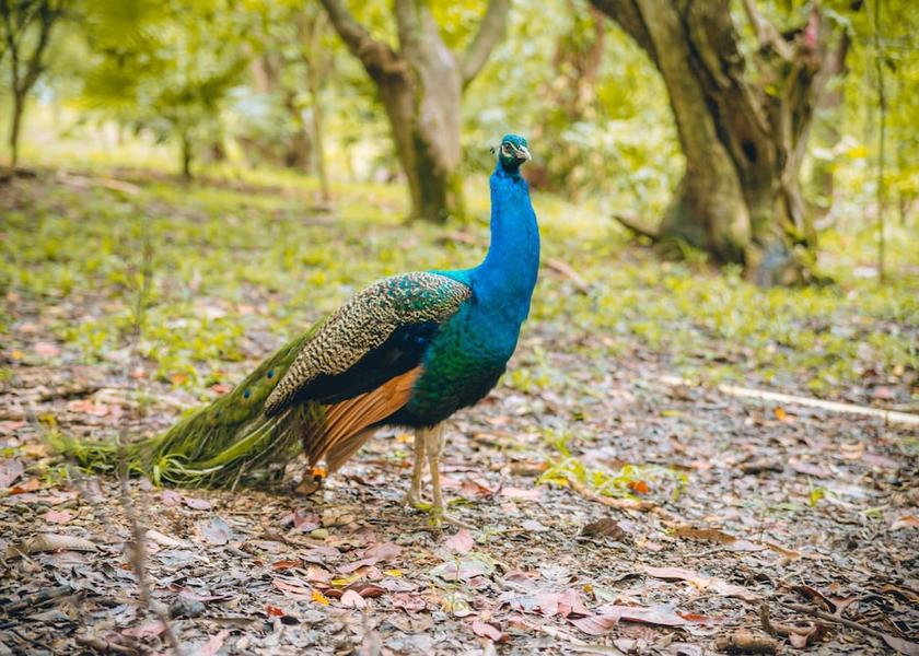 Islas de la Bahia Roatan Exterior Detail