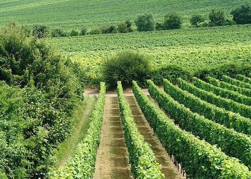 Rhineland-Palatinate Bad Duerkheim Vineyard
