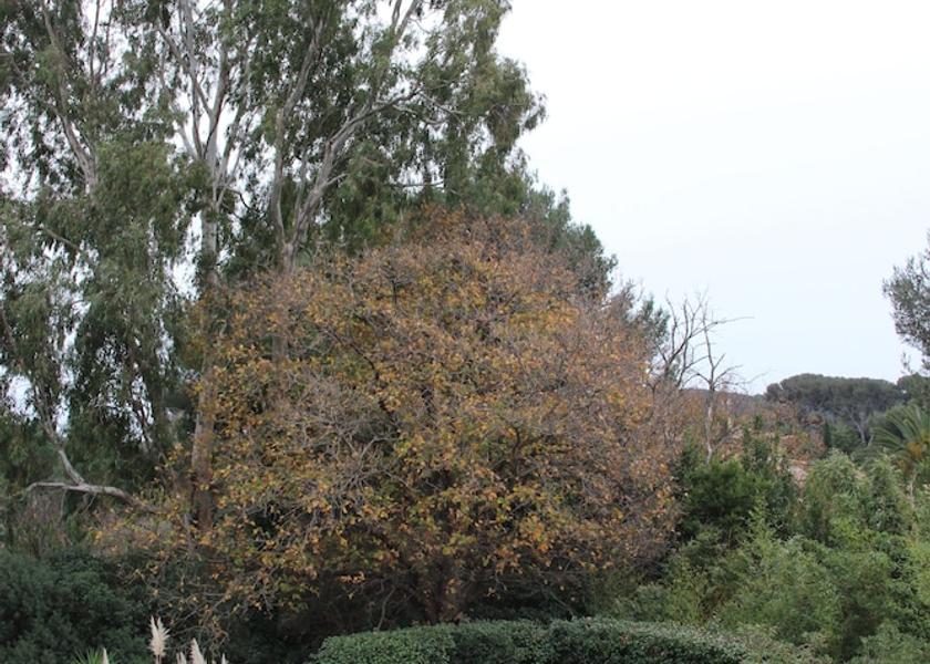 Provence - Alpes - Cote d'Azur Six-Fours-les-Plages View from Property