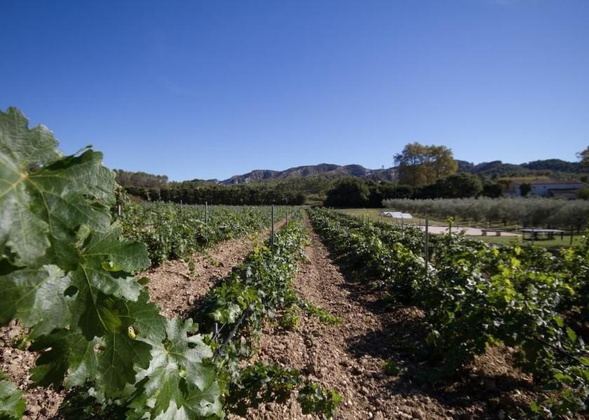 Provence - Alpes - Cote d'Azur St.-Remy-de-Provence Garden