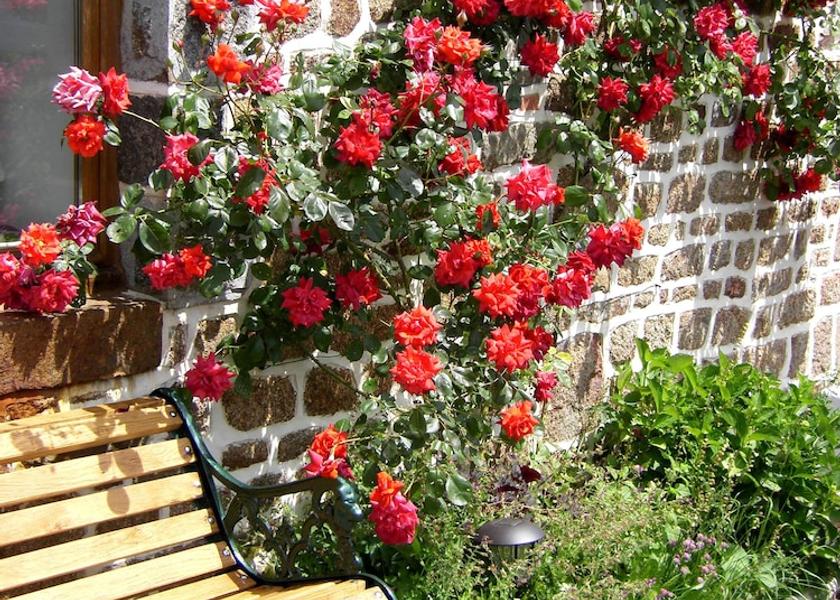 Pays de la Loire Lassay-les-Chateaux Facade