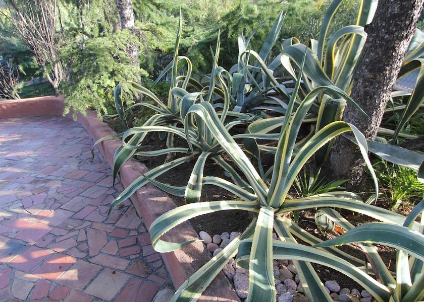 Corsica Coti-Chiavari Garden