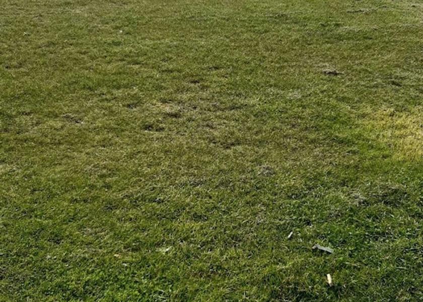 Northern Ireland portaferry Garden