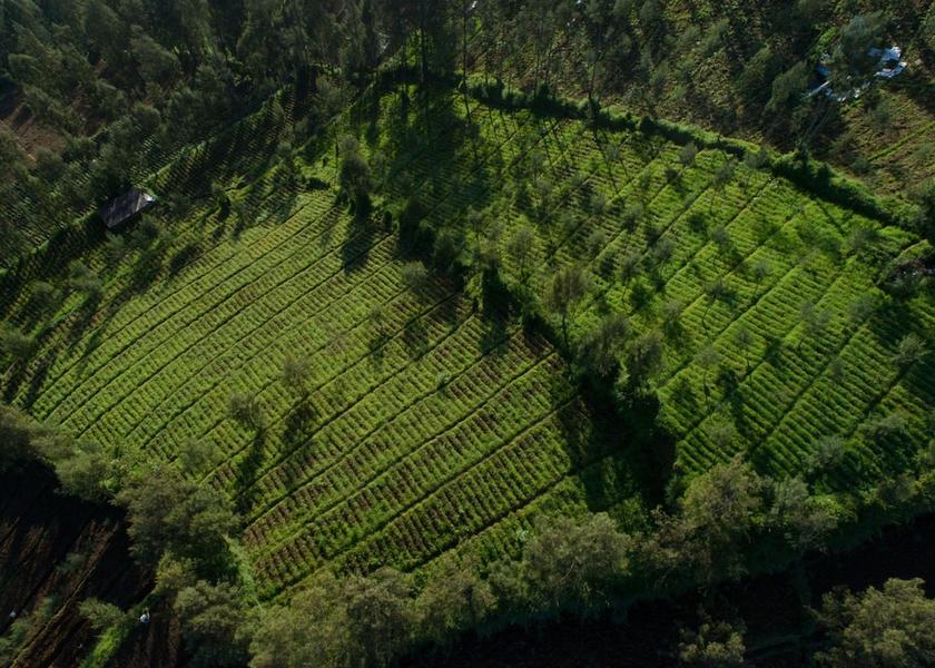East Java Wonokitri Aerial View