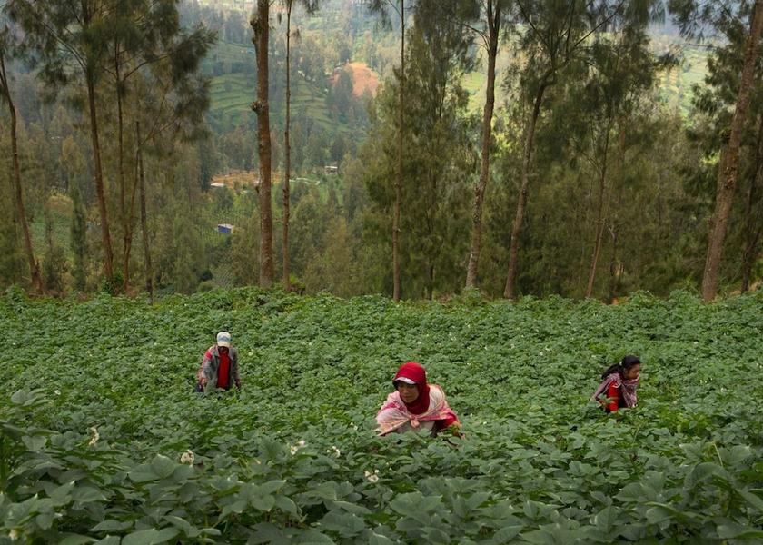 East Java Wonokitri Ecotours