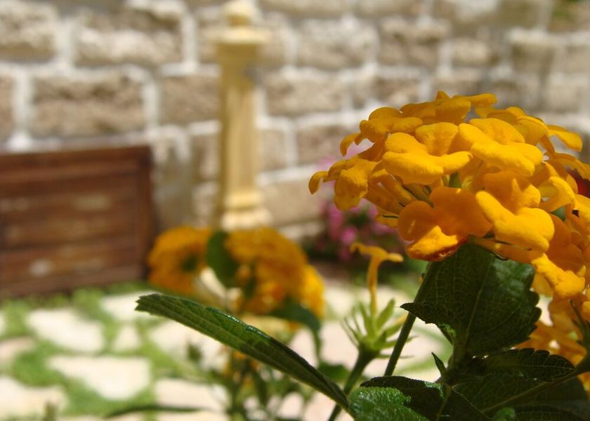 Sicily Favignana Garden
